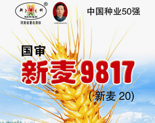 新麥9817（新麥20）