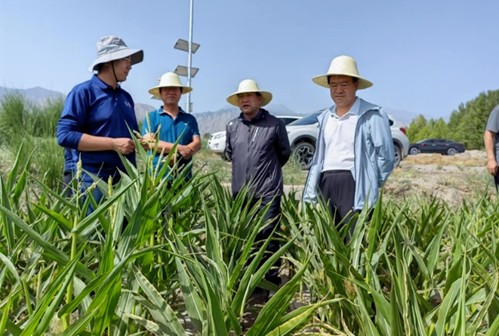 劉興斌一行到公司肅州區(qū)各制種基地調(diào)研制種玉米生產(chǎn)等情況